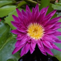 "Цветы-это звёзды на земле..".  Нимфея ... :: Галина 