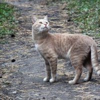 *** :: Зоя Мишина