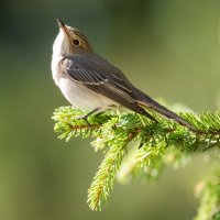 Мухоловка серая. :: Виктор Евстратов