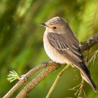 Мухоловка серая. :: Виктор Евстратов Мухоловка серая. :: Виктор Евстратов