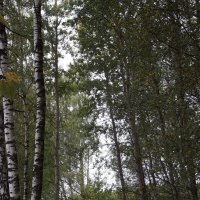 В лесу... :: Freddy 97