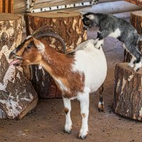 Камерунские козы :: Михаил Измайлов