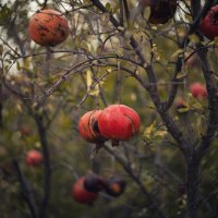 Осенние дары. :: Анатолий Щербак