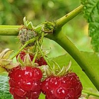 Заблудились в сентябре :: Андрей Заблудились в сентябре :: Андрей