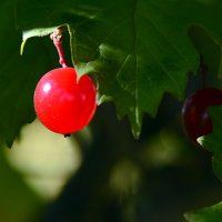 Ягодка :: Геннадий Супрун