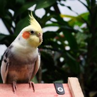 На крыше дома своего :: Регина 