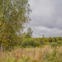 На опушке... :: Владимир Жданов На опушке... :: Владимир Жданов