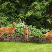 *** :: Николай Гирш