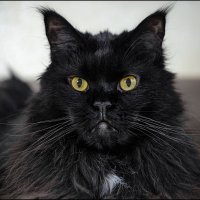 Серьёзный взгляд :: Серый 