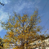 Осеннее убранство природы :: светлана льдокова