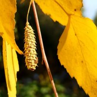 Веточка березы :: светлана льдокова