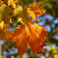 Сентябрь :: краснов юрий Сентябрь :: краснов юрий