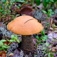 Красноголовый ) :: Андрей Зайцев