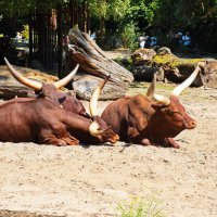 *** :: Witalij Löwin