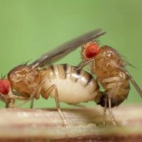 Любимица Всех генетиков Мира ! :) :: Валерий Кокорев