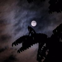 Полнолуние :: Мария Яковлева