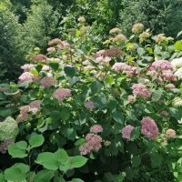 Цветы Усть Каменогорска. :: Андрей Хлопонин Цветы Усть Каменогорска. :: Андрей Хлопонин