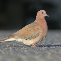 Малая горлица :: Maxim Lanin