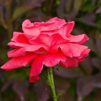 Роза сентября. :: Милешкин Владимир Алексеевич 