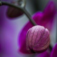 орхидея .начало :: Осень орхидея .начало :: Осень