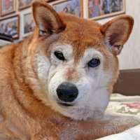 Фотограф! Дай поспать! :: Валерий Иванович