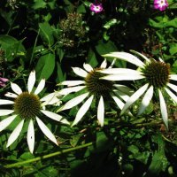 Эхинацея белая :: Людмила Смородинская