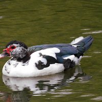 Мускусная утка :: Лина 