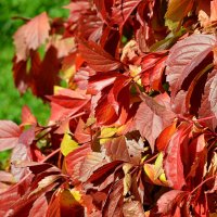 Щедрая на краски осень :: Татьяна Лютаева Щедрая на краски осень :: Татьяна Лютаева