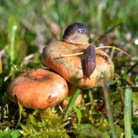 Дочки -  матери... )) :: Владимир Хиль