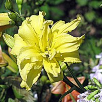 Цветы. :: Владимир Драгунский