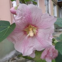 Городские цветы осенью :: Галина Минчук