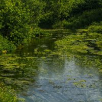 Узкие места реки Яхрома. :: Петр Беляков