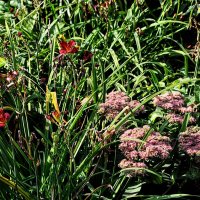 Ещё живут цветы ! ) :: Анатолий Колосов Ещё живут цветы ! ) :: Анатолий Колосов