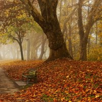 Туман в осеннем парке :: Юрий. Шмаков