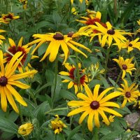 Рудбекия :: Рита Симонова