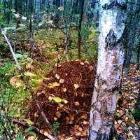 муравейник   лес :: Владимир 