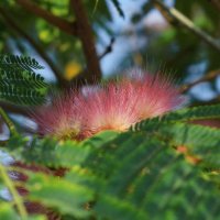 ... :: Сергей Лысенко