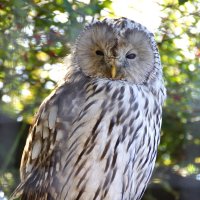 Ещё сова :: kolyeretka 