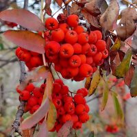 За окном сентябрь :: Валентина Богатко 