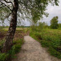 Заповедная берёзка... :: Николай Гирш