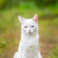 Кот :: Alex Bush Кот :: Alex Bush