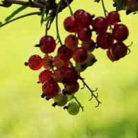 Смородинка :) :: Татьян@ Ивановна Смородинка :) :: Татьян@ Ивановна