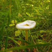 В глубине леса. :: юрий Амосов