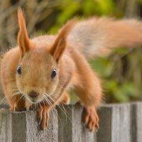А ты кто ? :: юрий Амосов