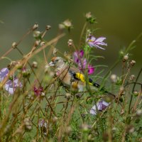 Найди меня..... :: Sergey (Apg)