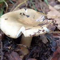 Сыроежка :: Татьяна Тюменка