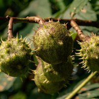 Булава... :: Николай Гирш