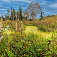 Бобриный Лог, Золотая осень :: Сергей Винтовкин