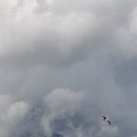 Чайка! :: Варвара Чайка! :: Варвара