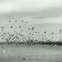 Исход. :: Анатолий Щербак